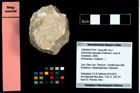 Foto (Objekt + Etikett) von Eodromites dobrogea (Feldmann, Lazar & Schweitzer, 2006)  (NHMW-GEO-1990-0041-4744)